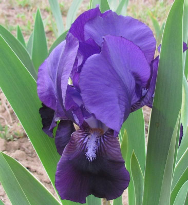 als Black Prince.jpg