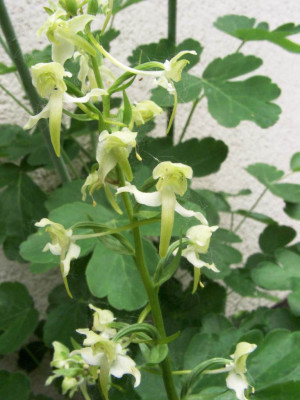 Platanthera_chlorantha_07.jpg