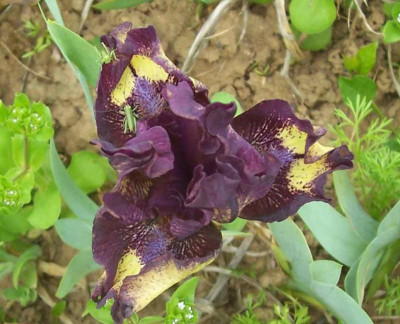 100_7661 TH SDB aubergine.jpg