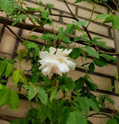 20190424_092806.jpg