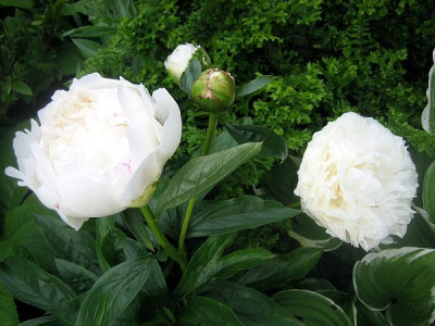 Bowl_of_Cream_51911.jpg