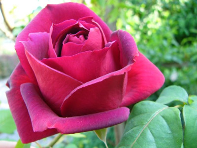Garten_270.jpg