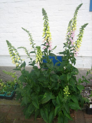 Digitalis_purpurea_5171_r11.jpg