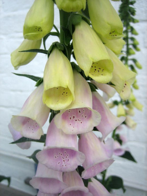 Digitalis_purpurea_5173_r11.jpg