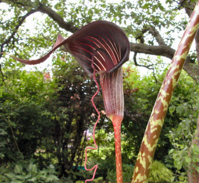 Ari_speciosum_1.jpg