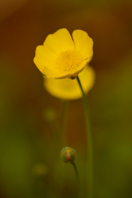 Ranunculus gramineus.jpg