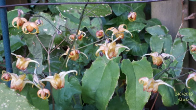 Epimedium 2019 01.jpg