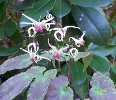 Epimedium 2019 02.jpg