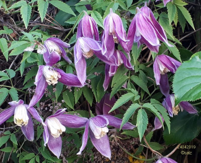 Clematis April  2019.jpg