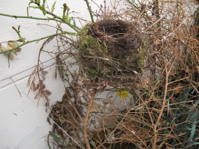 vogelnest.img.JPG
