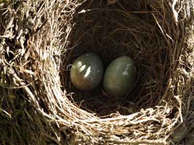 vogelnest1.img.JPG