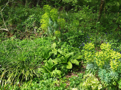 Veratrum nigrum am Hang P4240027.JPG