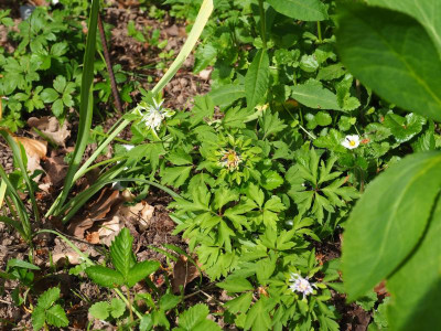 Anemone nemorosa Multiplicity P4240014.JPG
