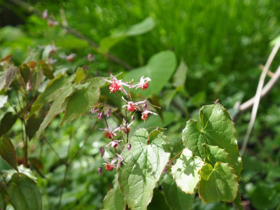 Epimedium Pink Elf P4240001.JPG