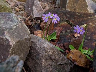 Primula pamirica 24.04.19.jpg