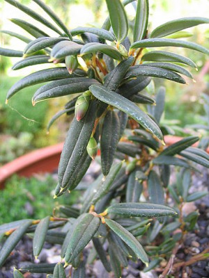 Philesia_magellanica_2_fars_2007.jpg