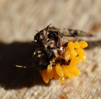 Insekteneier.jpg