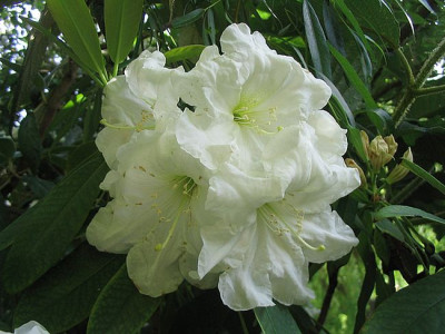Rhododendron_decorum_fars_2007.jpg