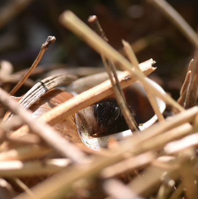 osmia_bicolor_alie.jpg