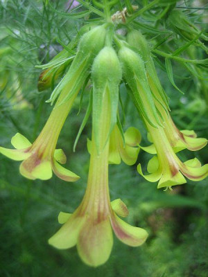 Polemonium_pauciflorum_5185_r11.jpg