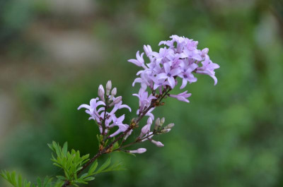 Syringa_lanciniata.19-1.jpg