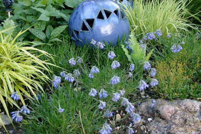 Moltkia_intermedia0107.jpg