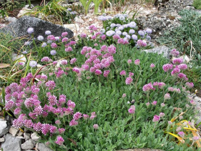 Anthyllis montana und Globularia valentina 25.04.19.JPG