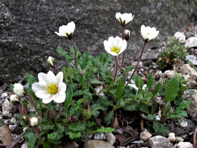 Dryas caucasica 25.04.19.JPG