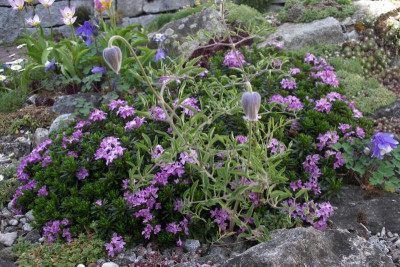 Daphne arbuscula und Clematis scottii  25.04.19.JPG