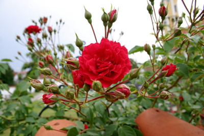 Rose_Heinfels0307.jpg