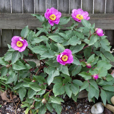 Paeonia cambessedesii 25.04.19.JPG