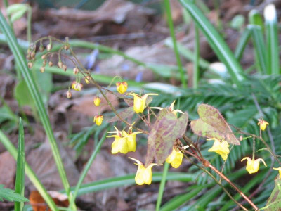Epimedium davidii.jpg