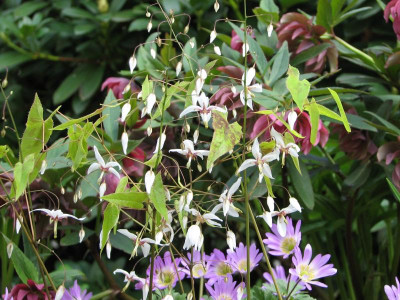 Epimedium fargesii.jpg