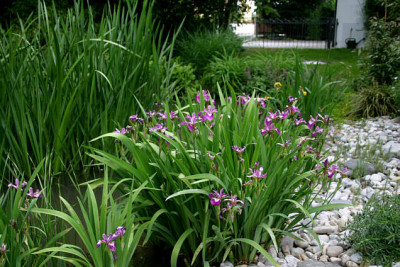 Saller-garten1607.jpg