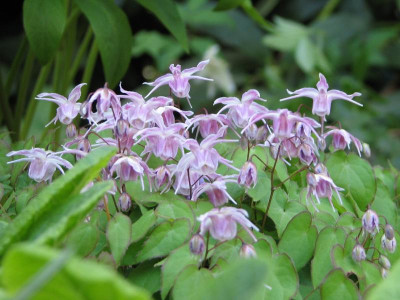 Epimedium Tama no Genpei.jpg