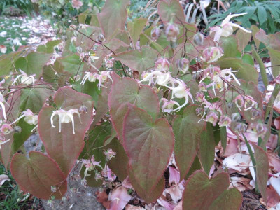 Epimedium Jose Sämling1.JPG