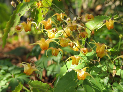 Epimedium Amber Queen.jpg