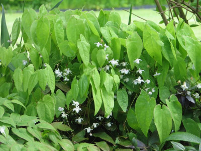 Epimedium Anju1.JPG