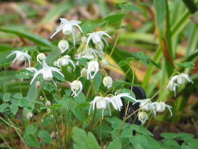 Epimedium collestris.jpg