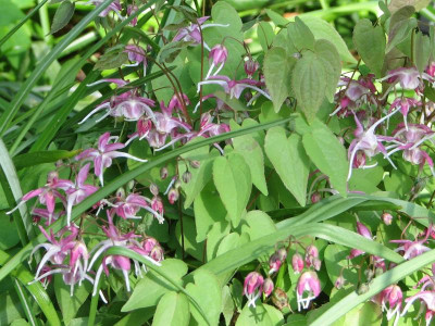 Epimedium Chris Norton.jpg