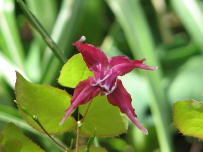 Epimedium Korin.jpg