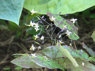 Epimedium myrianthum.jpg