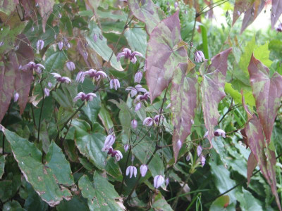 Epimedium Kaguya Hime.JPG