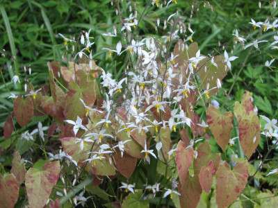 Epimedium Wudang Star.jpg