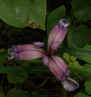 iris_pontica_2007-05-21.jpg