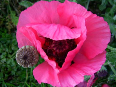 Glowing_Rose_PIC_0402.JPG