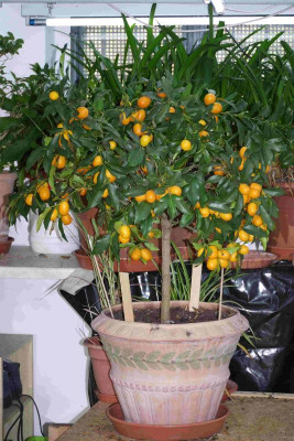 Kumquat.jpg