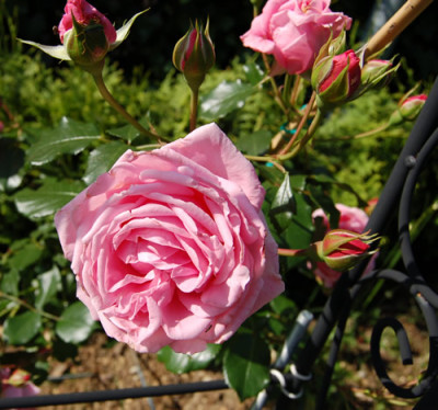Coral_Dawn_0010__K_6282.jpg