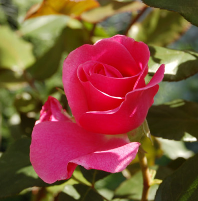 Romanze_0010_DSC_6357.jpg
