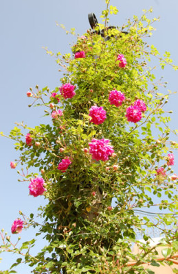 Alexander_Girault_0010_DSC_6344.jpg